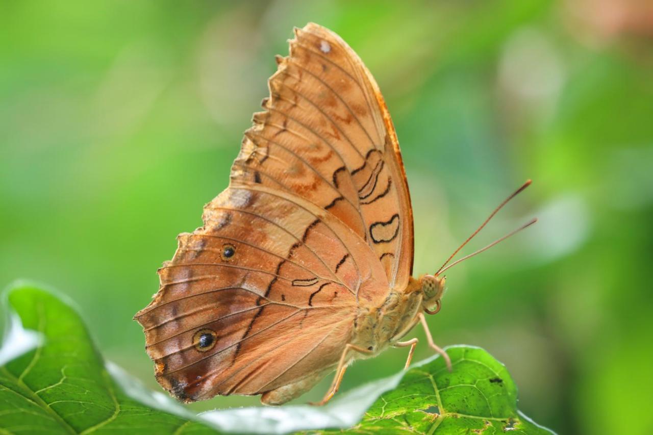Batchelor Butterfly Farm Hotel Exterior photo