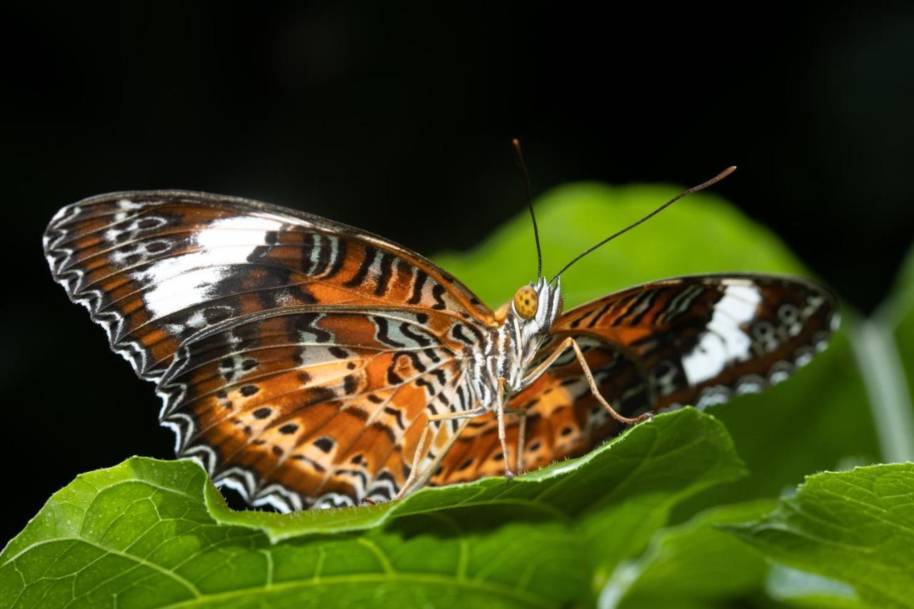 Batchelor Butterfly Farm Hotel Exterior photo