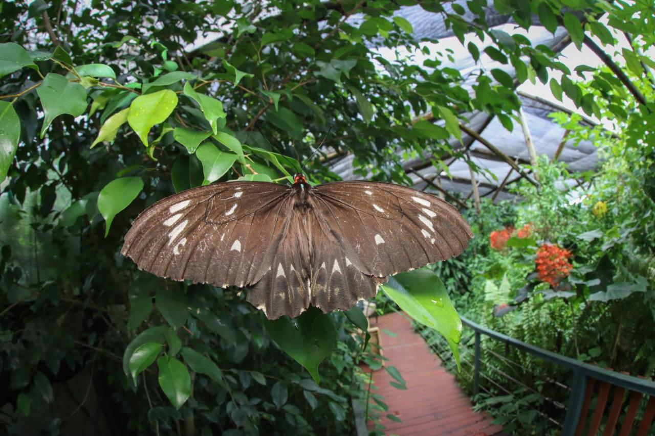 Batchelor Butterfly Farm Hotel Exterior photo