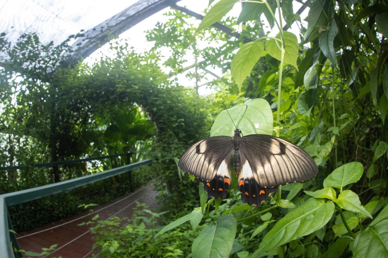 Batchelor Butterfly Farm Hotel Exterior photo