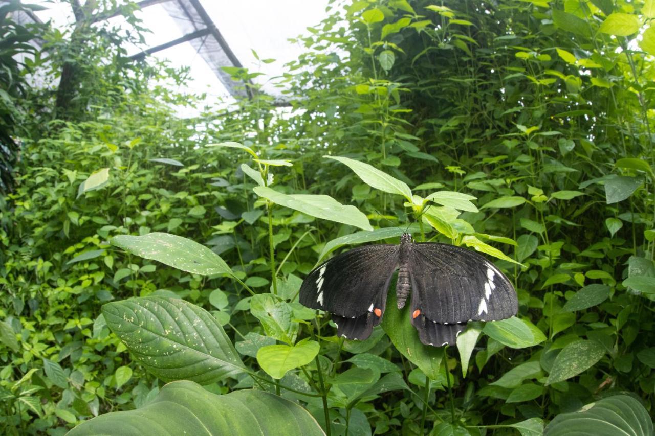 Batchelor Butterfly Farm Hotel Exterior photo