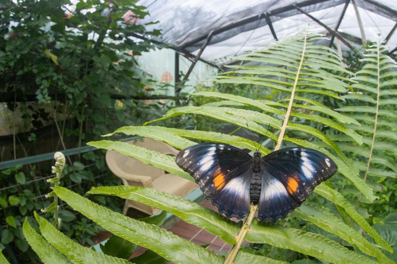 Batchelor Butterfly Farm Hotel Exterior photo
