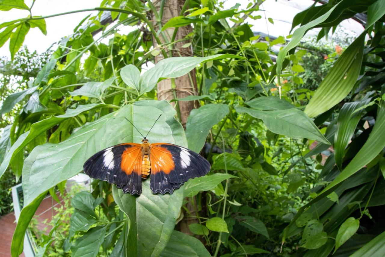 Batchelor Butterfly Farm Hotel Exterior photo